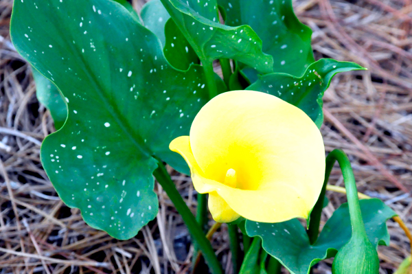 flower